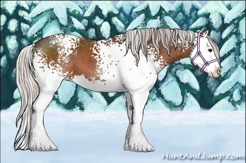 Horse Color:White Spotted Silver Brown Splash