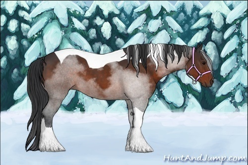 Horse Color:Brown Tobiano