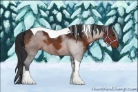 Horse Color:Brown Tobiano 