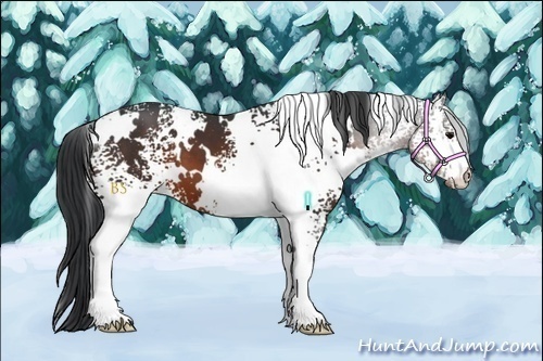 Horse Color:White Spotted Brown 