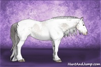 Horse Color:White Spotted Buckskin Tobiano Varnish 
