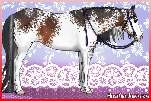 Horse Color:White Spotted Brown 