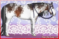 Horse Color:White Spotted Brown 