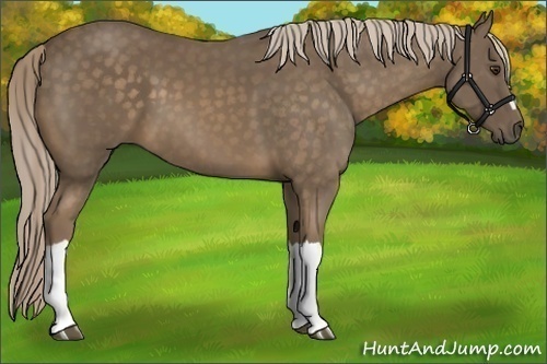 Horse Color:Chocolate Palomino