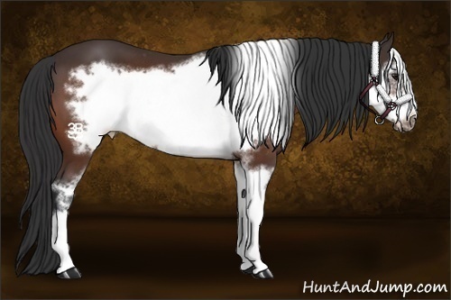 Horse Color:Bay Sabino Frame Appaloosa