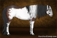 Horse Color:Bay Sabino Frame Appaloosa