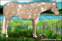 Horse Color:White Spotted Palomino Ice 