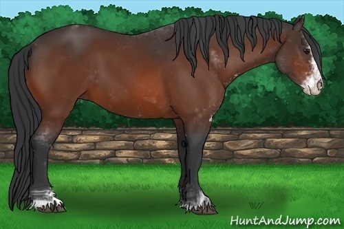 Horse Color:Bay Sabino 