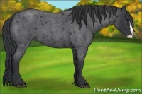 Horse Color:Blue Roan Splash