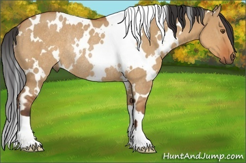 Horse Color:White Spotted Bay Dun Rabicano