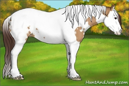 Horse Color:White Spotted Bay Dun Splash Tobiano Appaloosa