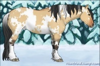 Horse Color:White Spotted Bay Dun