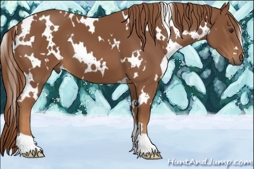 Horse Color:White Spotted Chestnut