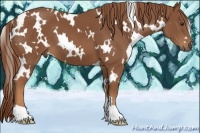 Horse Color:White Spotted Chestnut 