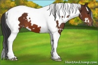 Horse Color:White Spotted Bay Tobiano Appaloosa 