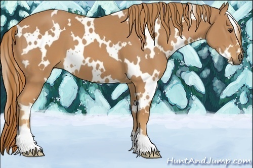 Horse Color:White Spotted Chestnut