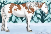 Horse Color:White Spotted Silver Bay Splash