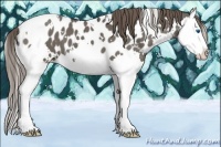Horse Color:White Spotted Smoky Grullo Splash Appaloosa