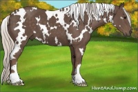 Horse Color:White Spotted Silver Black 