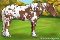 Horse Color:White Spotted Chestnut Blanket 