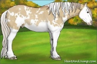 Horse Color:White Spotted Red Dun Splash Rabicano 
