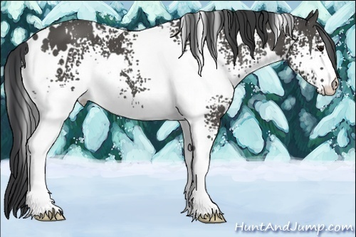 Horse Color:White Spotted Black