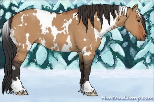 Horse Color:White Spotted Bay Dun