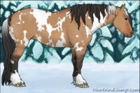 Horse Color:White Spotted Bay Dun 