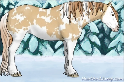 Horse Color:White Spotted Red Dun Splash 