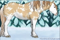 Horse Color:White Spotted Red Dun Splash 