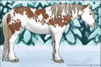 Horse Color:White Spotted Chestnut Splash