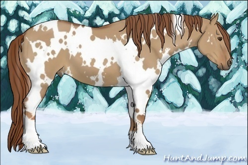 Horse Color:White Spotted Red Dun 