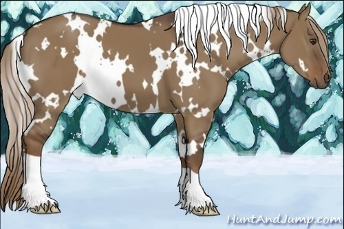 Horse Color:White Spotted Liver Red Dun