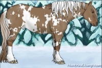 Horse Color:White Spotted Liver Red Dun 