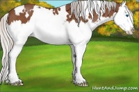 Horse Color:White Spotted Silver Bay Splash 