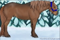 Horse Color:Liver Chestnut
