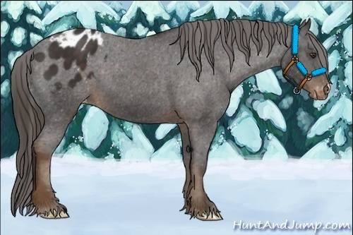 Horse Color:Liver Chestnut Appaloosa 