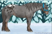 Horse Color:Liver Chestnut Appaloosa 