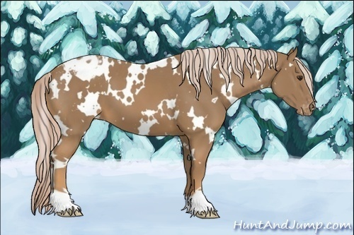Horse Color:White Spotted Palomino Varnish 