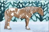 Horse Color:White Spotted Palomino Varnish