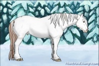 Horse Color:White Spotted Chestnut Blanket 