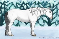 Horse Color:White Spotted Brown Appaloosa