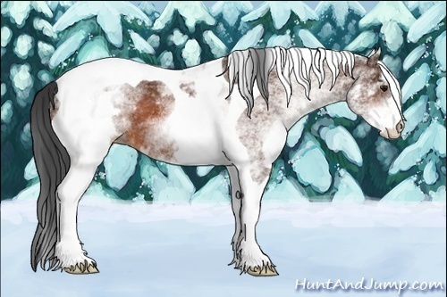 Horse Color:White Spotted Bay Tobiano