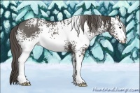 Horse Color:White Spotted Grullo Appaloosa 