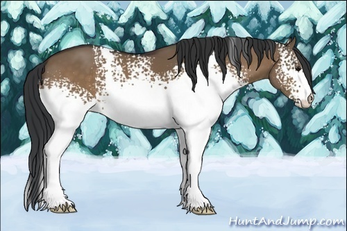 Horse Color:White Spotted Brown Dun