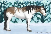 Horse Color:White Spotted Brown Dun