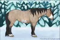 Horse Color:Bay Roan Dun Frame 