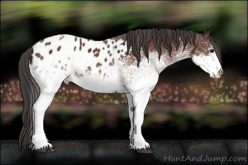 Horse Color:White Spotted Bay Appaloosa 