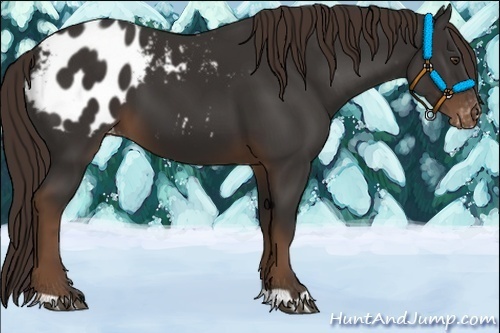 Horse Color:Liver Chestnut Appaloosa 