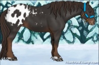 Horse Color:Liver Chestnut Appaloosa 